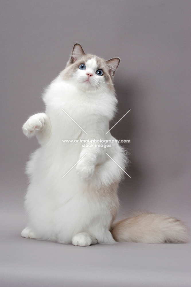 blue point bi-colour Ragdoll cat,  standing on hind legs