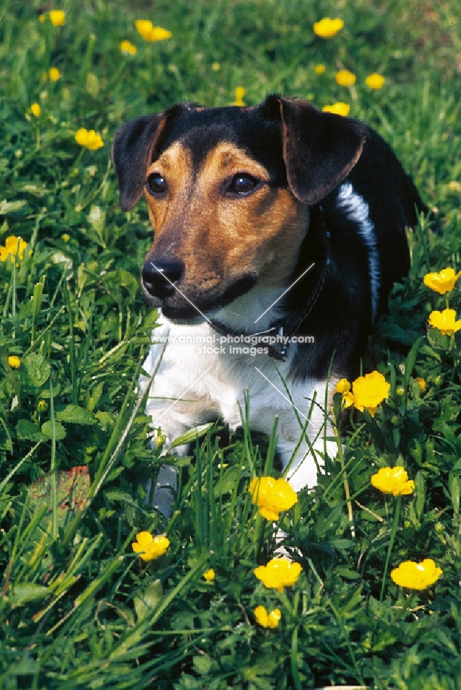 jack russell terrier amongst flowers