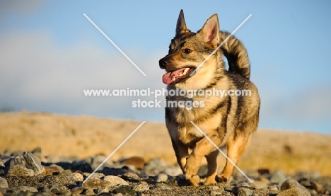 Swedish Vallhund running on beach