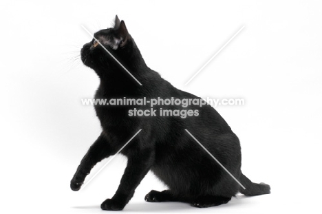 Bombay cat on white background, sitting