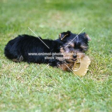 yorkshire terrier pup with a rawhide shoe