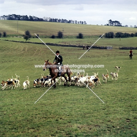 parade of duke of beaufort's hounds at fox farm, 
heythrop hunt point to point April 77
