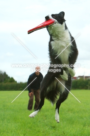 Border Collie catching frisbee