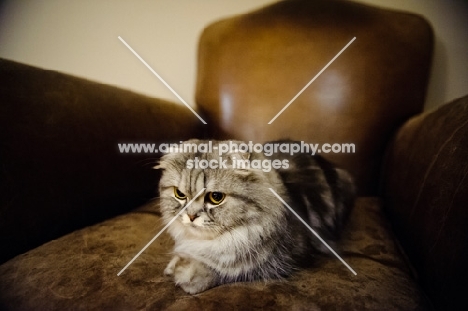 Scottish Fold lying on leather chair. 