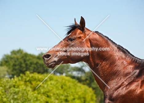 shiny quarter horse, side view