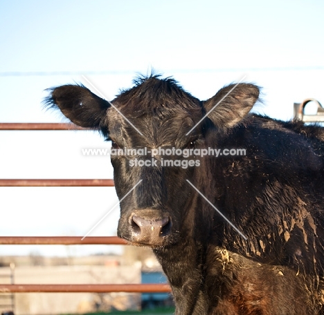 black Aberdeen Angus