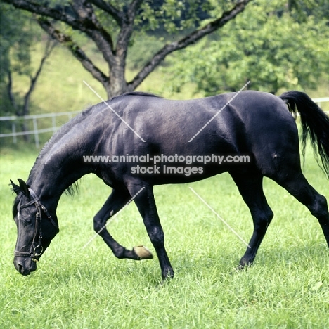 Gharib (world-famous chief sire of Marbach state stud), Egyptian Arab stallion smelling the ground