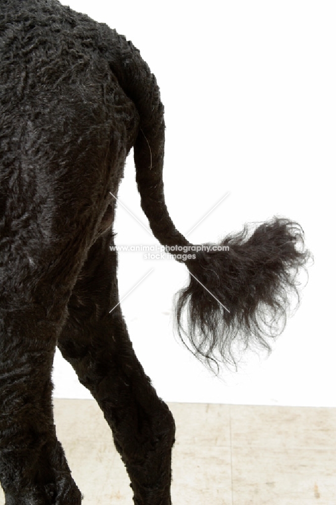 Australian Champion Portuguese Water Dog, tail detail