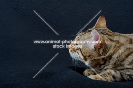 profile head shot of a Bengal male cat on black background, studio shot