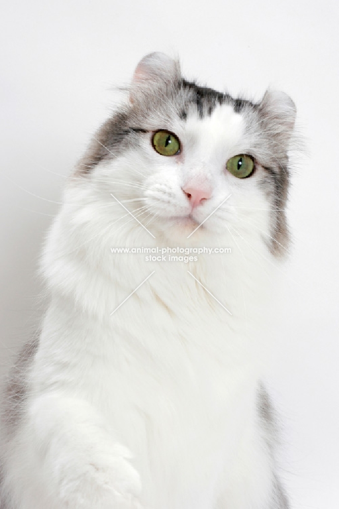 American Curl cat portrait, silver mackerel tabby & white colour