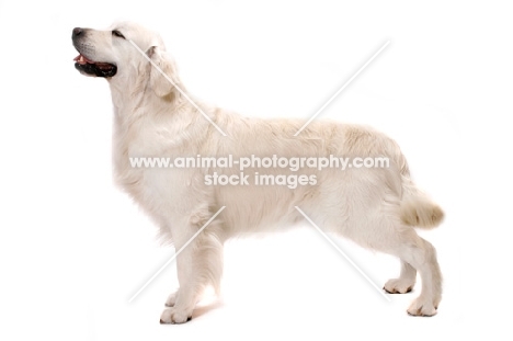 Australian Champion Golden Retriever, posed