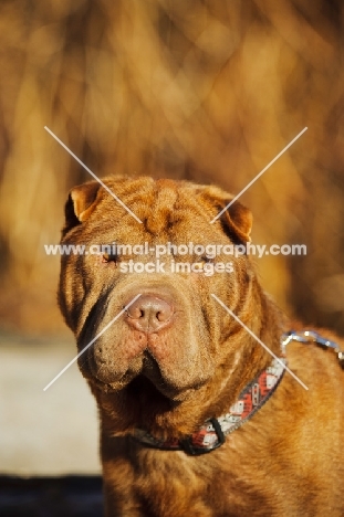 brown Shar Pei head study