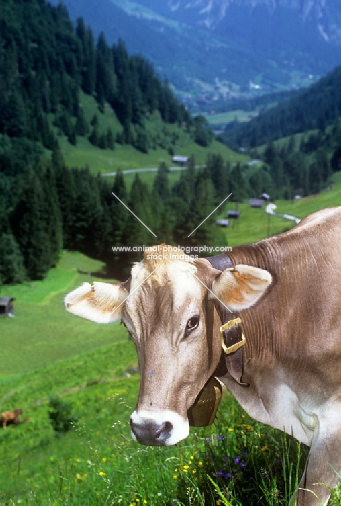 brown swiss cow, portrait