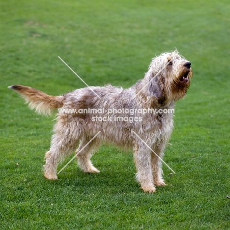  am ch billekin amanda grizzlet otterhound standing on grass