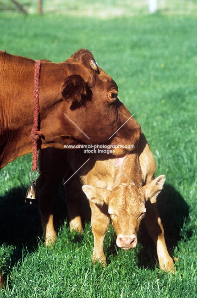 guernsey cow nuzzling her calf
