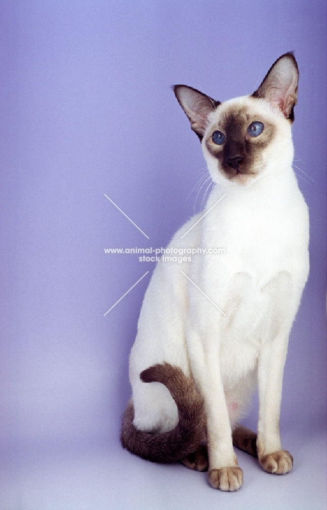 Siamese chocolate point on purple background