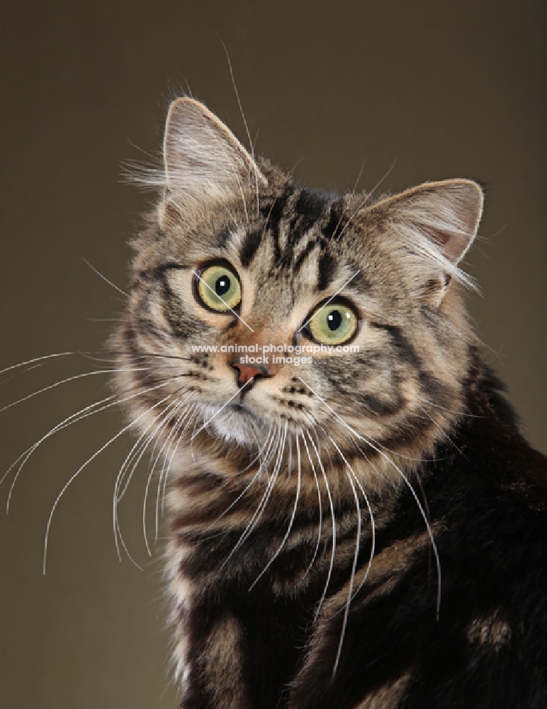 Closeup of American Bobtail, looking over shoulder at camera.