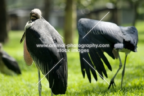 marabou stork one standing, one stretching