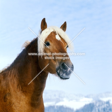 Haflinger pony in winter with snow on whiskers, head and shoulders