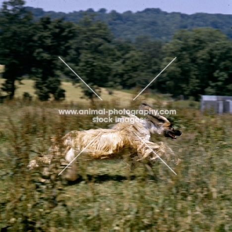 ch shere khan of tarjih, afghan hound running on grass in the countryside