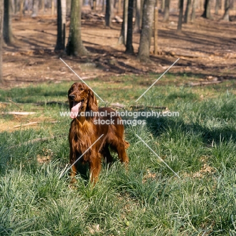 irish setter bitch in usa