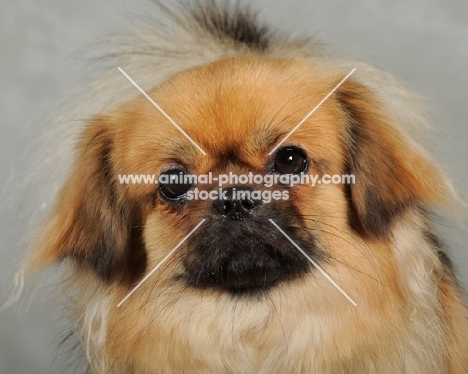 Tibetan Spaniel portrait