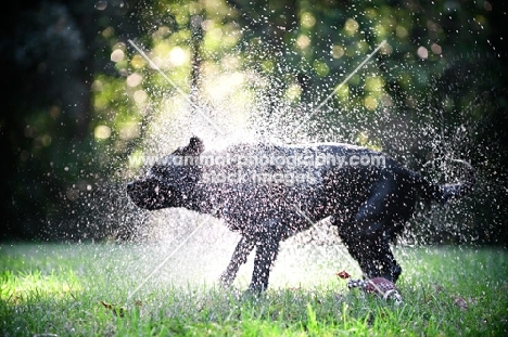 black lab shaking off water