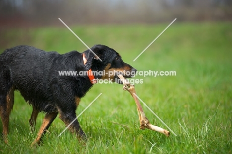 black and tan mongrel dog carrying a big bone in her mouth