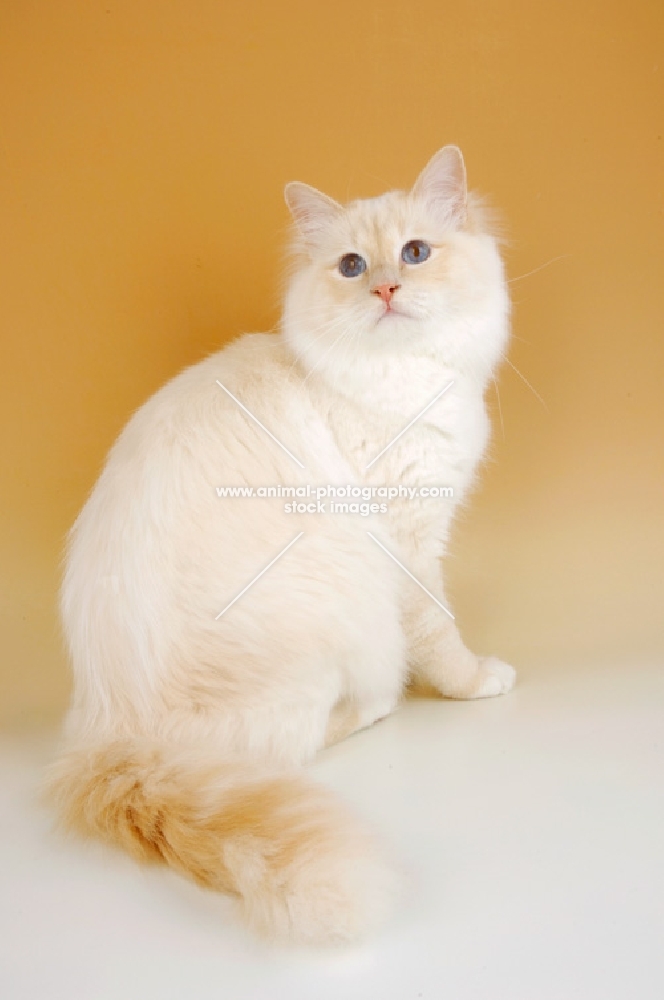 cream point birman cat, sitting