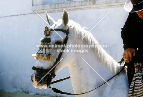 andalusian horse in parade at les saintes maries de la mer