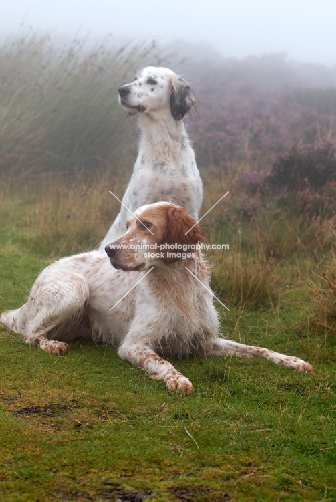 English Setters working type in misty moors