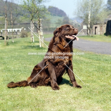 newfoundland sitting