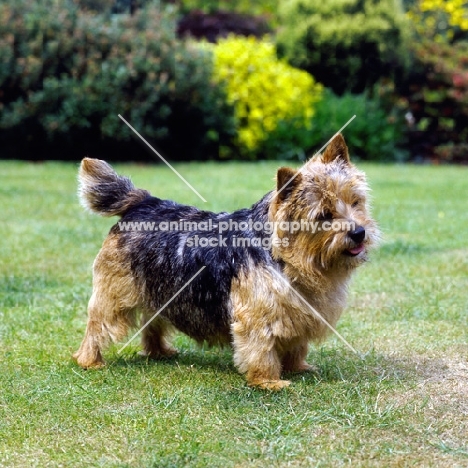 norwich terrier, undocked, standing on grass