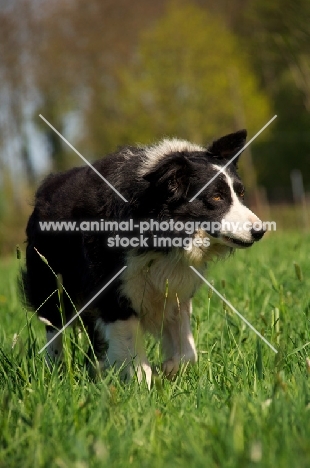 Border Collie walking in field