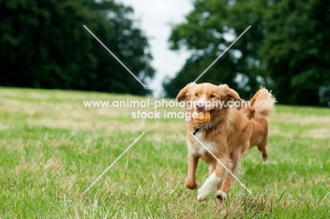 Nova Scotia Duck Tolling Retriever retrieving in field