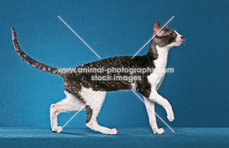 black and white Cornish Rex cat, side view