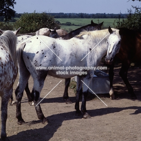 group of Appaloosa horses