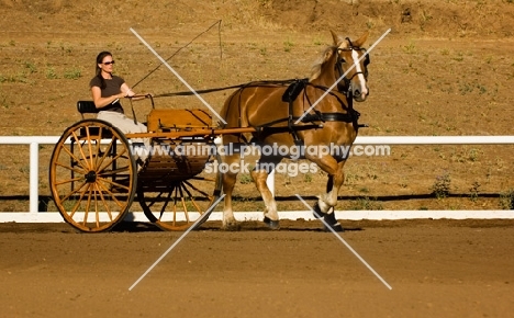 Belgian Draft horse