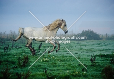 Andalusian galloping