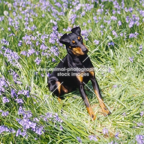 keyline gloriana, manchester terrier sitting among bluebells