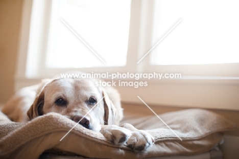 Senior Yellow Lab lying down inside, on dog bed.