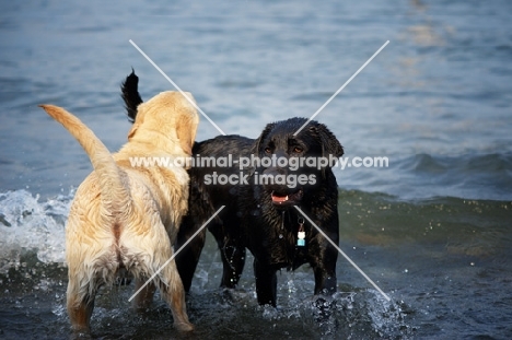 cream labrador retriever and black labrador retriever retrieving a stick together in a lake