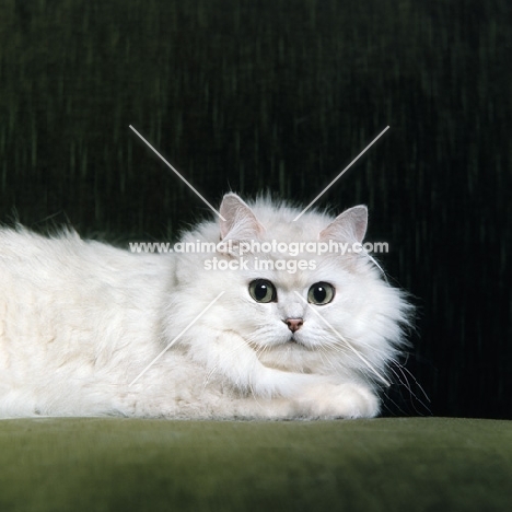 Champion Shengo Eleiza, Chinchilla cat looking into camera