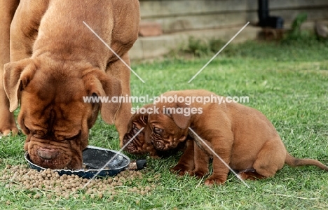 Dogue de Bordeaux puppies watching mother eat
