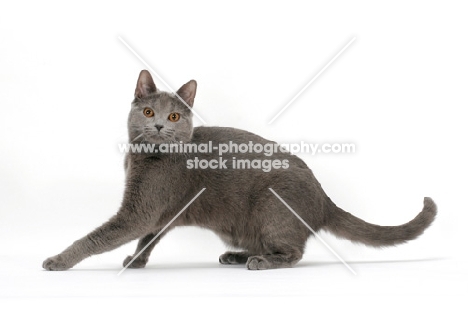 female Chartreux cat, stretching