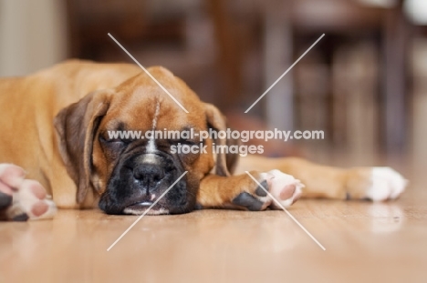 Boxer Puppy asleep on floor