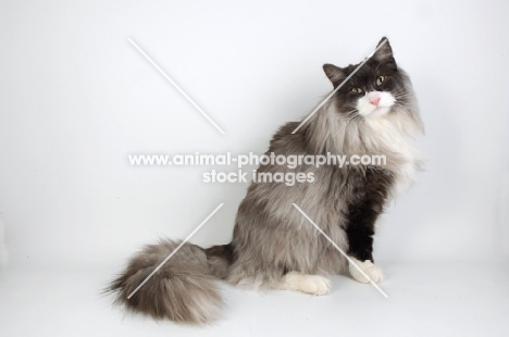 black and white smoke norwegian forest cat, sitting