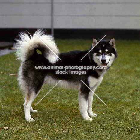 greenland dog looking at camera