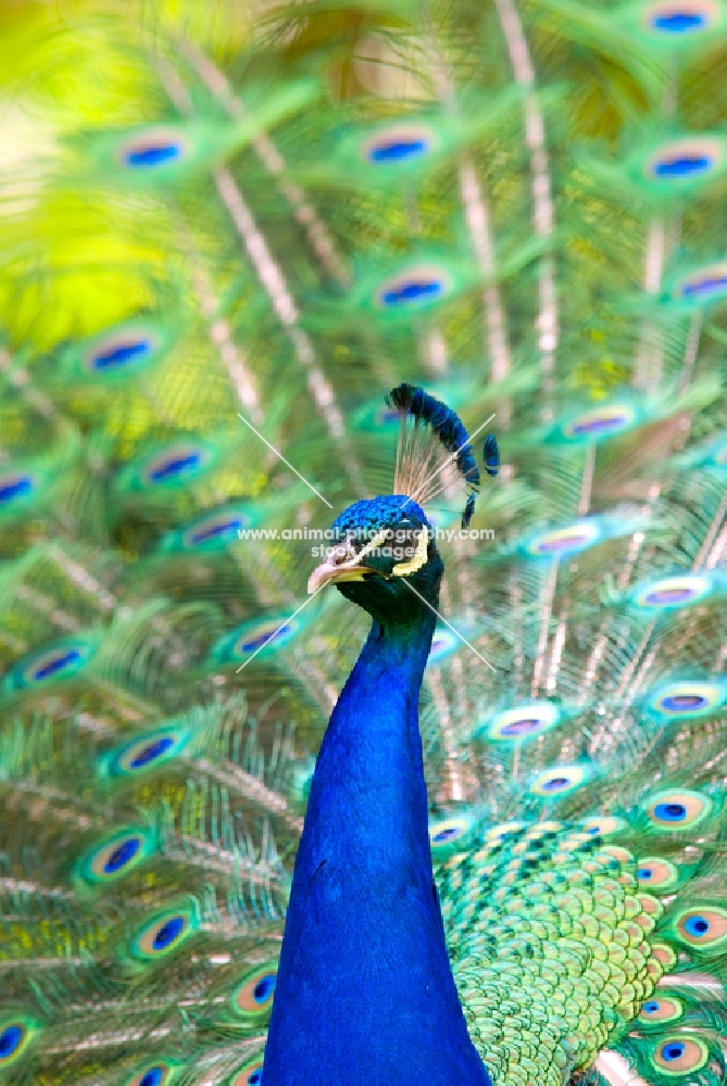 indian blue peacock portrait