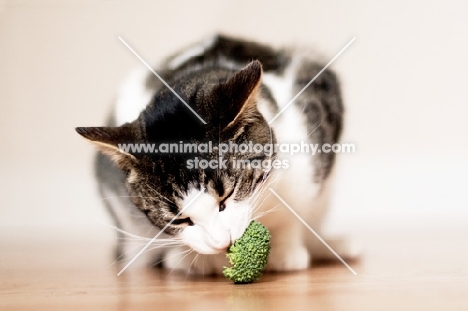 Cat eating broccoli